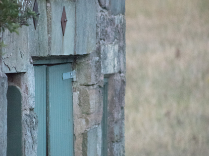 Barn owlets