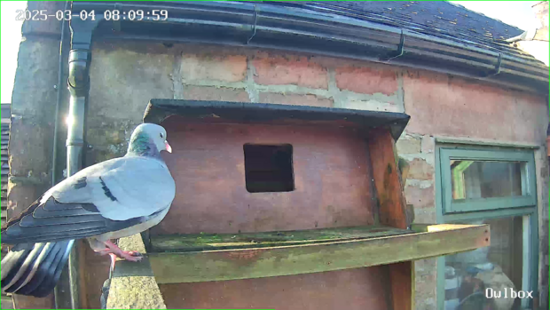 Stock dove on owlbox ledge, just before entering the box to attack the owl