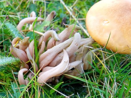 Smoky Spindles (Clavaria fumosa) 