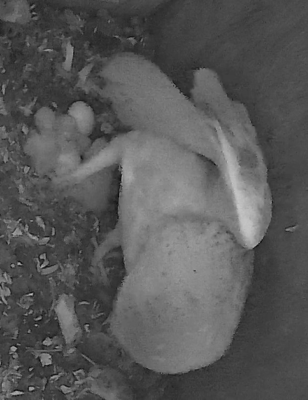 Barn owl in nest box with three owlet hatchlings