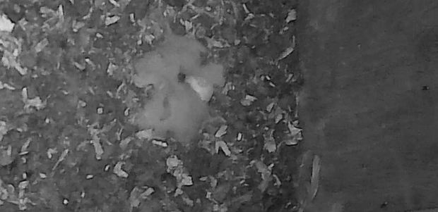 Three barn owl hatchlings and one egg