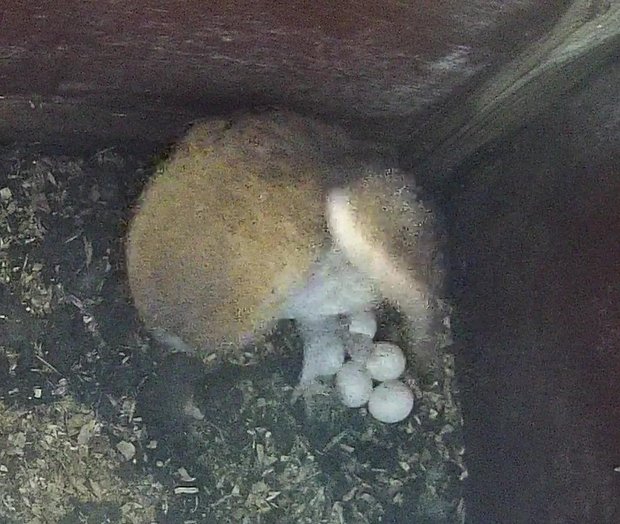 Newly hatched barn owlet