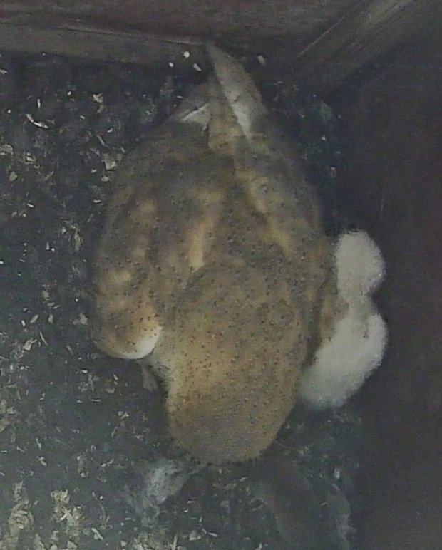 Female barn owl with what appears to be a small corpse