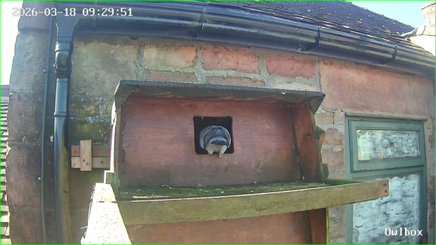 Stock dove peering into the gloom of the barn owl box entrance