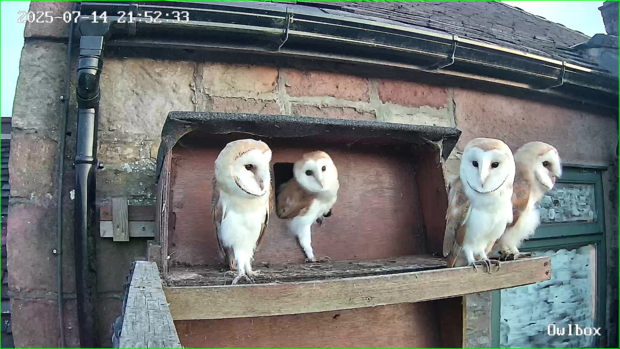For the first time, all four barn owlets are sitting on the box ledge