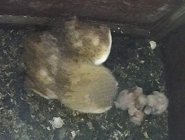 Barn owl hatchlings in nestbox with parent