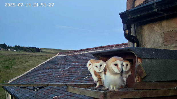 For the first time, all four barn owlets are sitting on the box ledge
