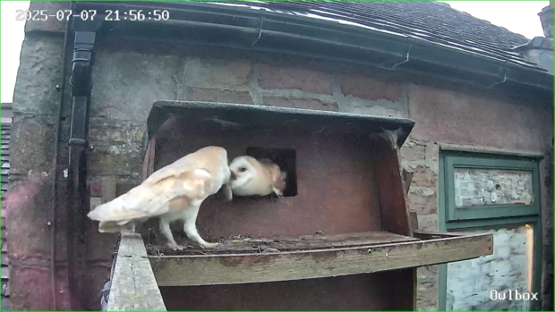 Barn owl feeding an owlet that for the first time has flown up to the box entrance