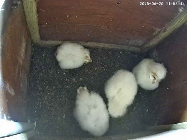 Four barn owlets aged 30-39 days