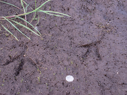 Large footprints - grey heron