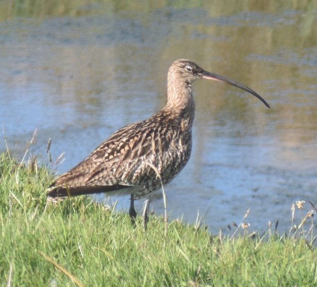 Curlew by a pond