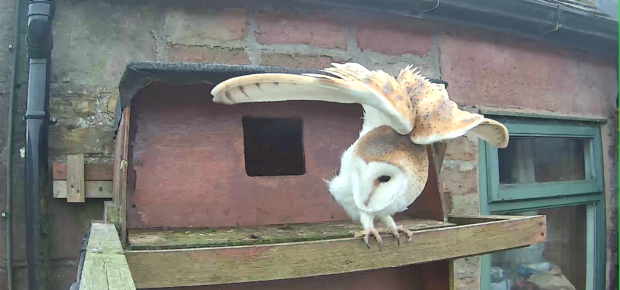 Barn owl shoulder stretch