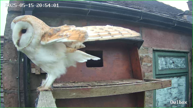 Female barn owl, showing black spots on white feathers which are common on females and rare on males
