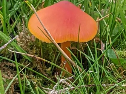 Blackening Waxcap aka Witches Hat (Hygrocybe conica)