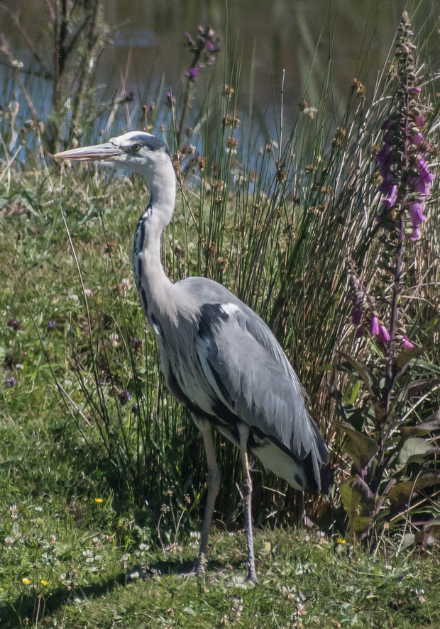 Grey heron