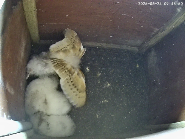 Four barn owlets aged 34-43 days