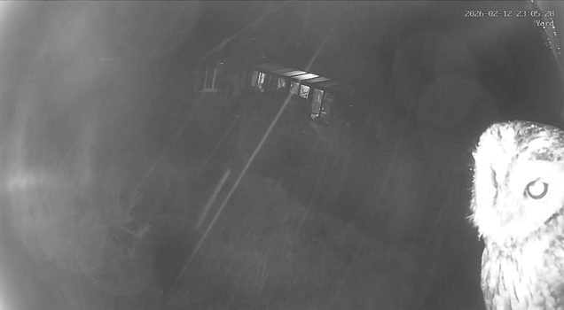Tawny owl using a security light as a perch
