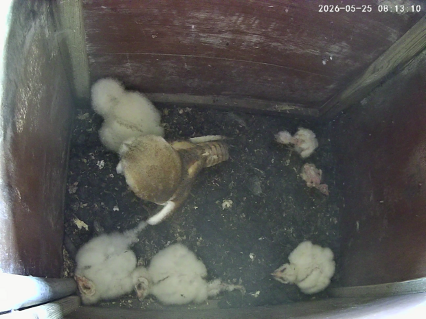 Barn owl with owlets, some of them lying down in the nestbox