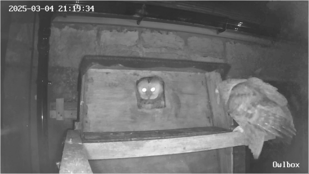 Two tawny owls visit our barn owl nestbox