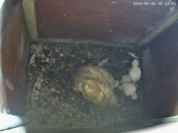 Four barn owlets aged 7-16 days