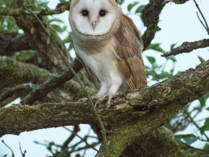 Barn owlet