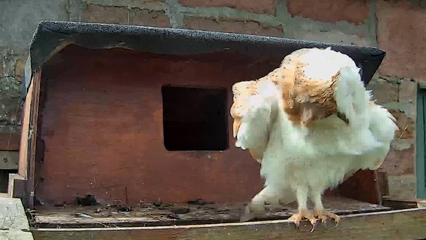 Female barn owl shakes her feathers to rearrange them