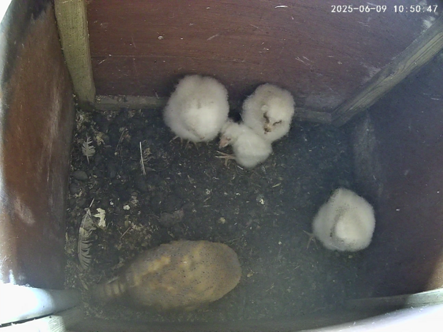 Four barn owlets with female owl, exploring the nest box