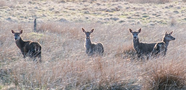 Deer snapped from our farmyard gate