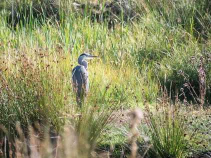 Grey heron fishing