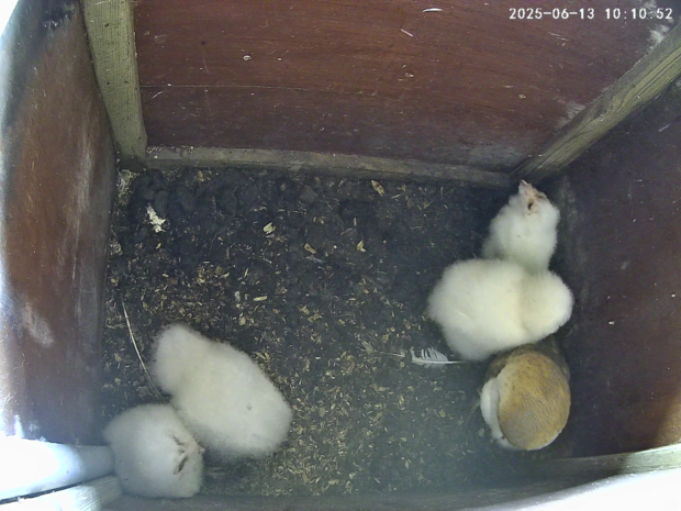 Four barn owlets aged 23-32 days