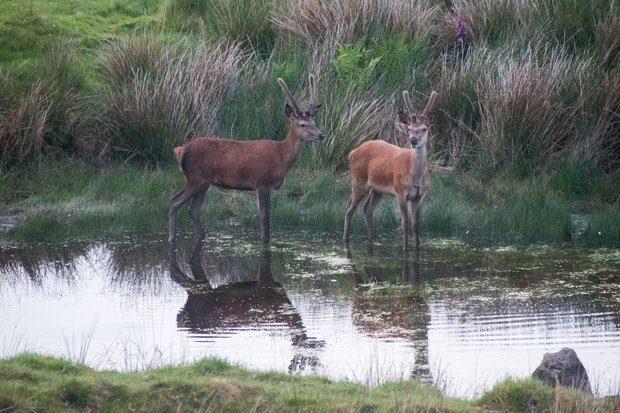 Two young red deer stags standing in a shallow pond