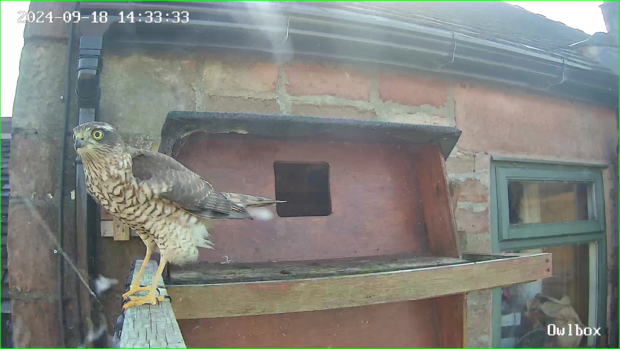A female sparrowhawk perched on the barn owl box ledge