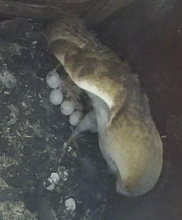 Barn owl in nestbox with two very young owlets and four eggs