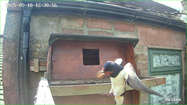 Swallow landing on the owlbox