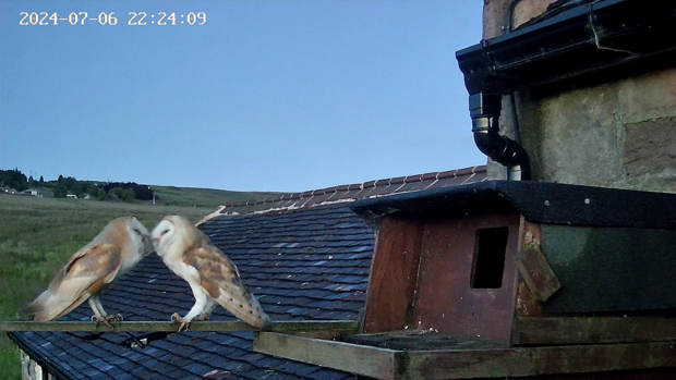 Barn owl courting behaviour