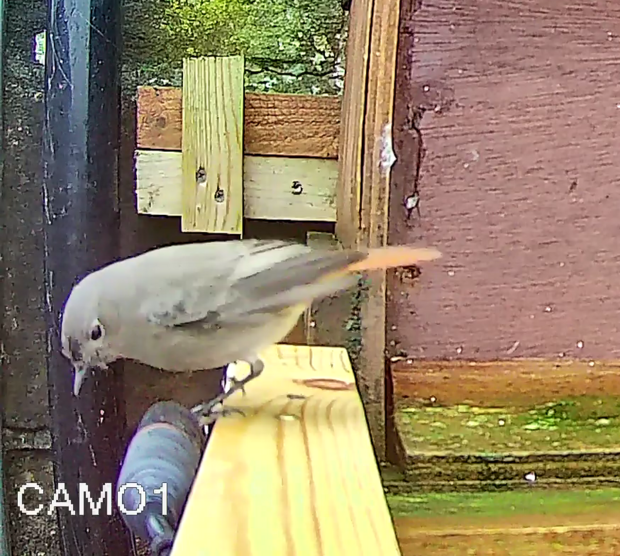 A black redstart perches on the owl box ledge, January 2023