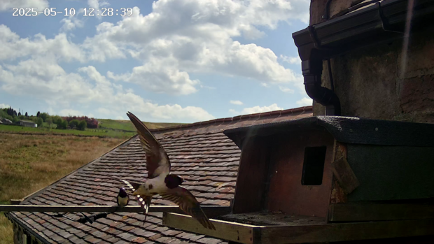 Swallows visiting the owlbox