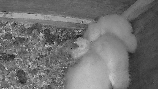 small barn owlet swalling a whole large vole