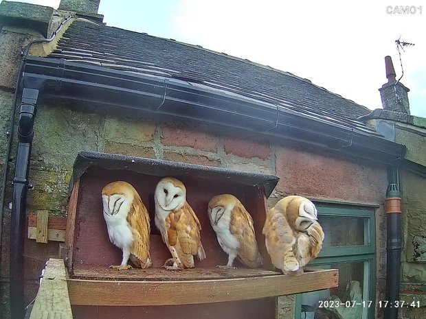 Four barn owlets lined up on the nestbox ledge
