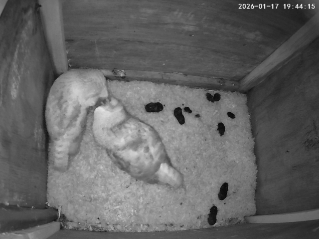 Barn owls nuzzling inside the owlbox