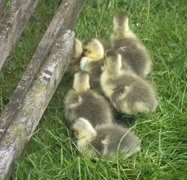 Six new Canada goslings stuck at how to get past a gate