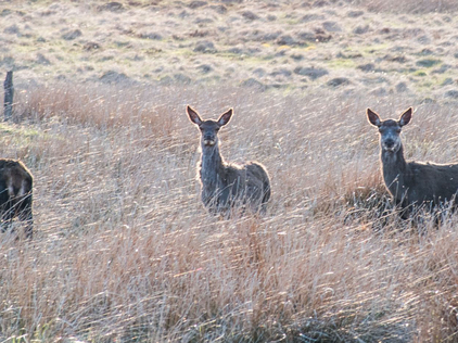 Deer outside the farmyard gate