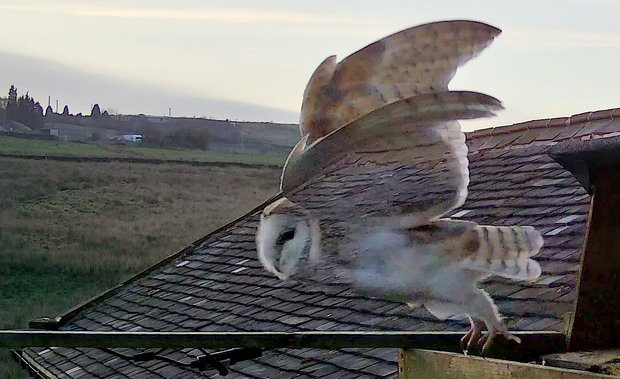 A ghostly appearance of a barn owl