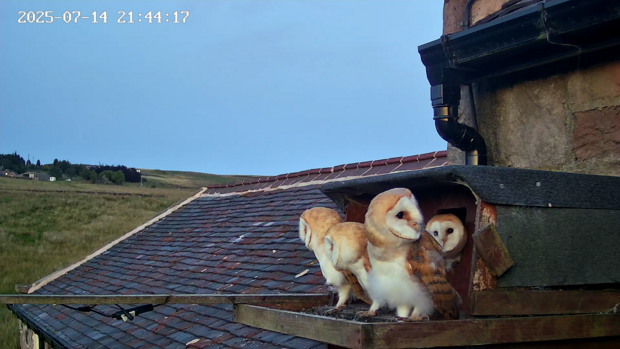 All four owlets out on the ledge
