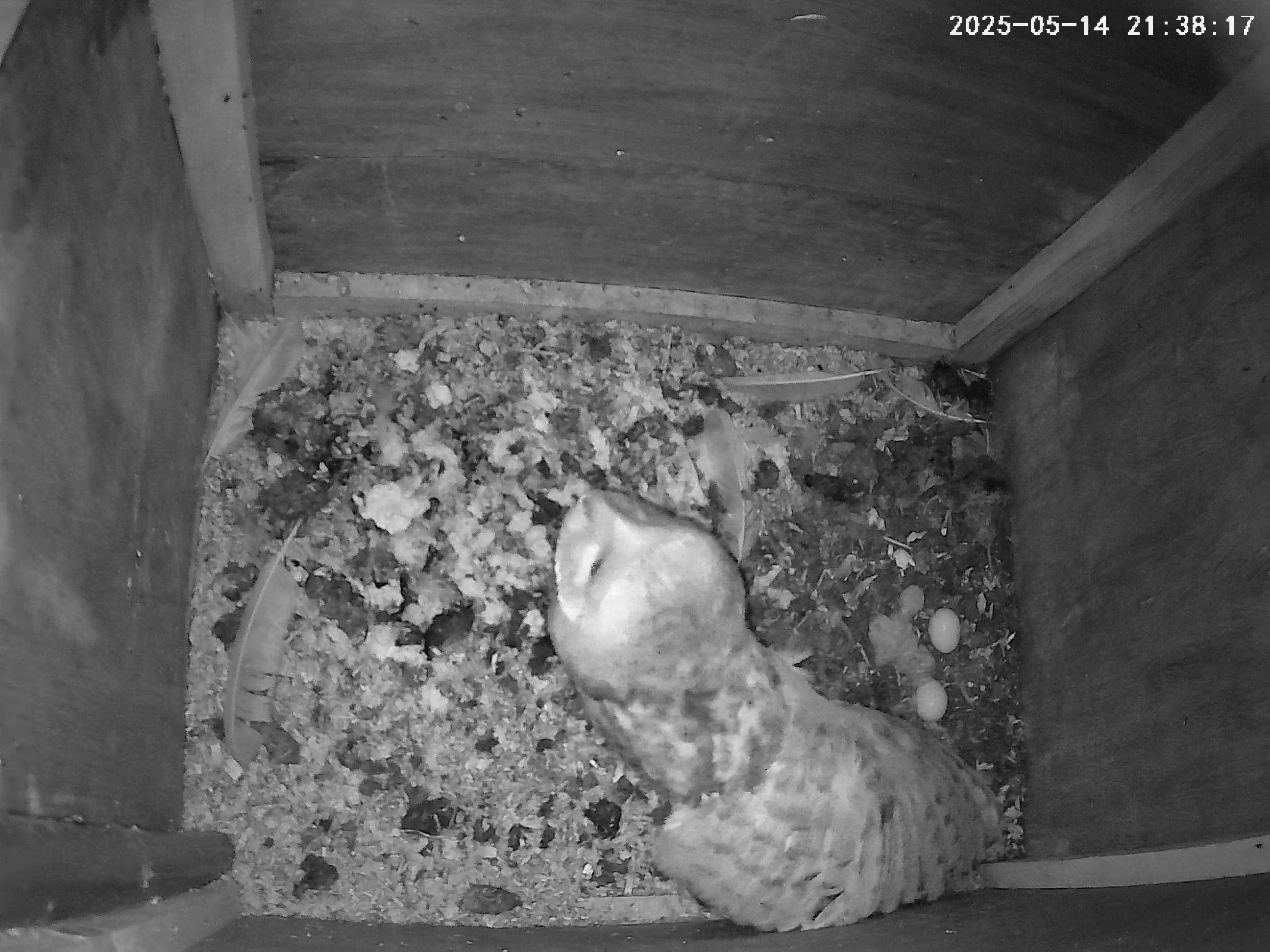 A second egg has hatched
