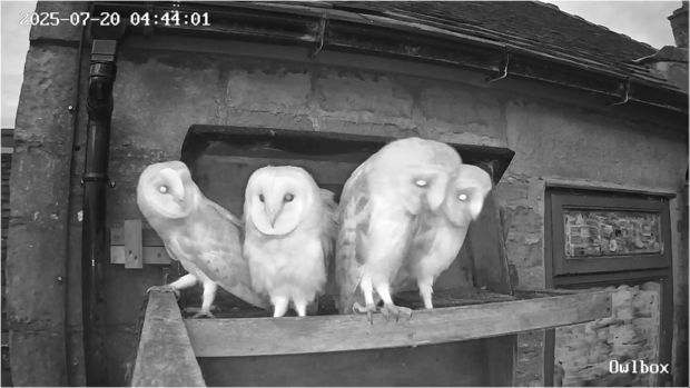 Four barn owlets perched on the ledge at night