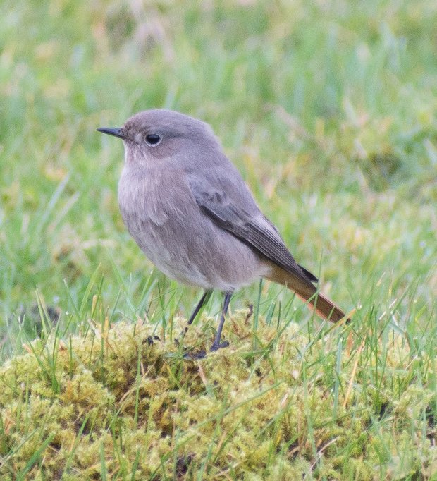 Black redstart on the ground