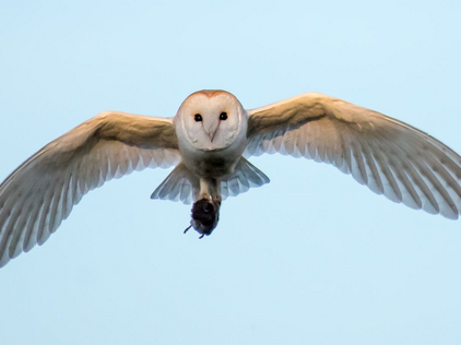 Barn owl carrying prey to the owlets