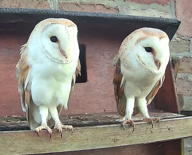 A pair of barn owls side by side