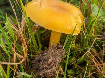 yellow toadstool